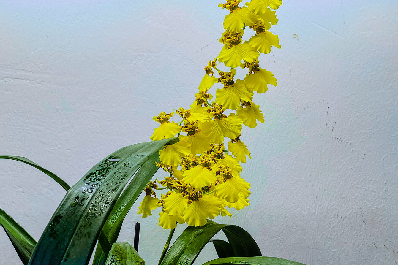 Foto einer gelben Orchidee vor weißem Hintergrund. Am oberen Bildrand ist ein gelber Schein zu erkennen. Die grünen Blätter sind mit Wasser benetzt. 