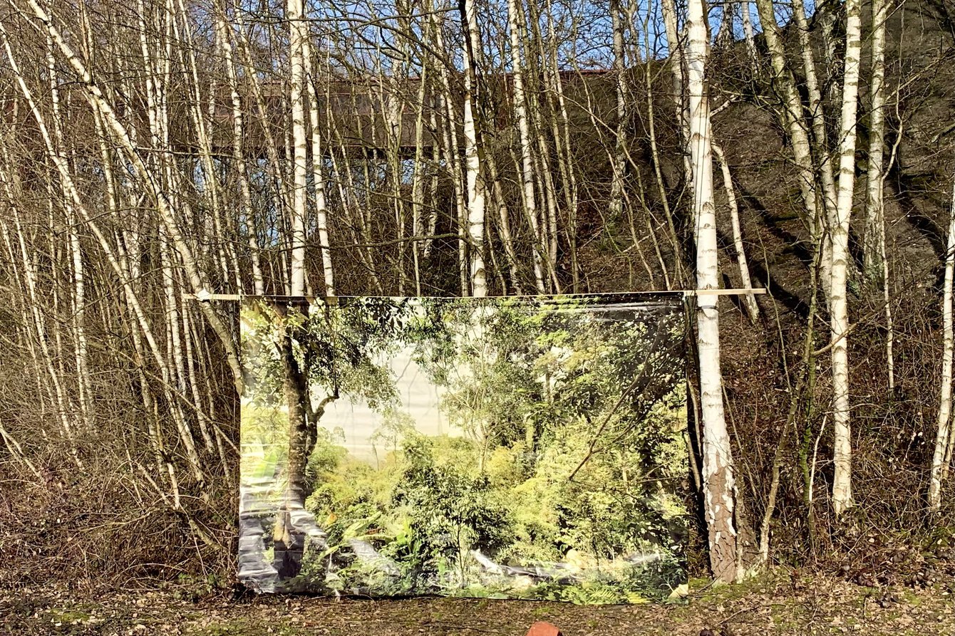 A picture of a greening forest has been rolled up as a banner in the middle in front of birch trunks.
