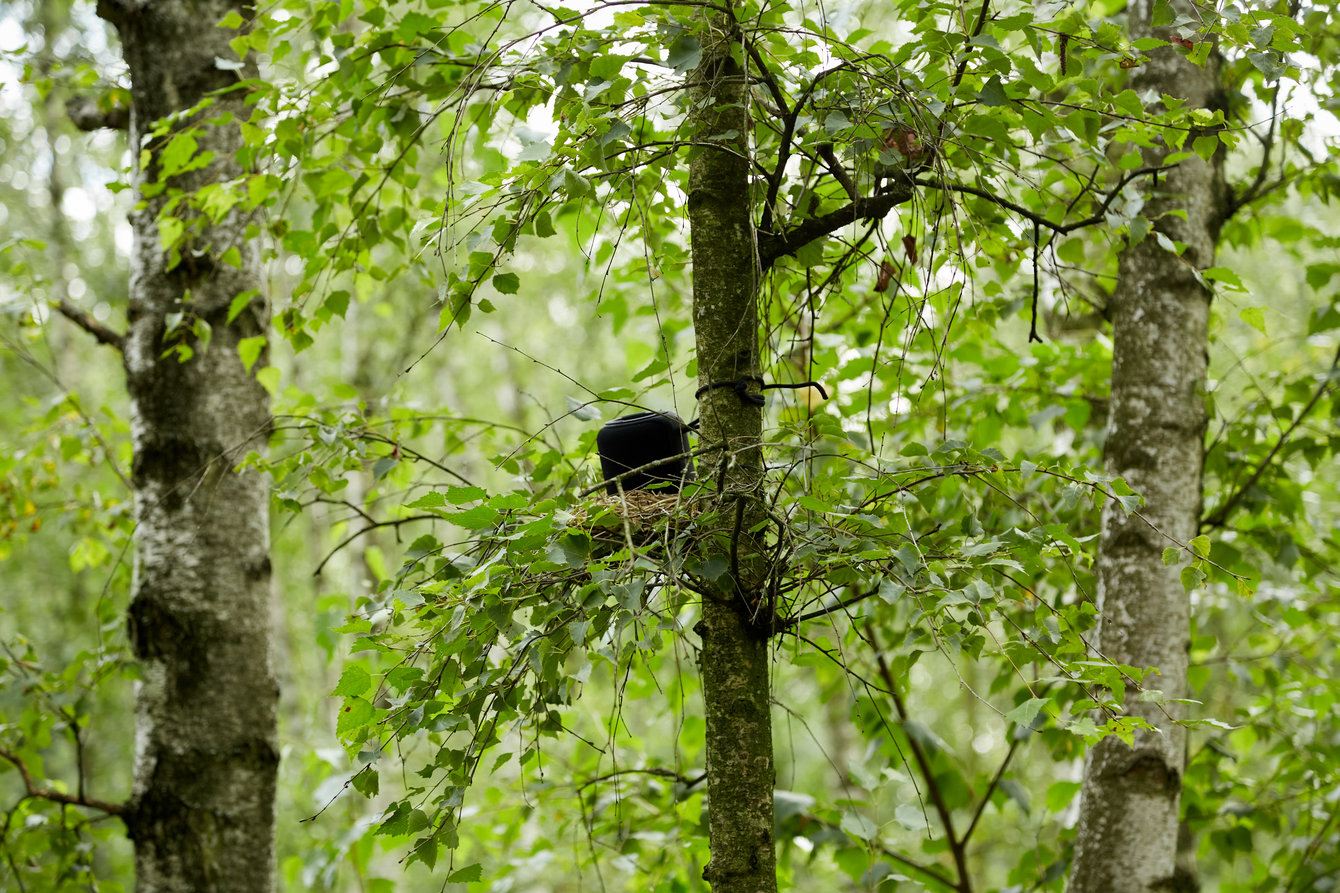 Ein Vogelnest mit Lautsprechern in einem Baum